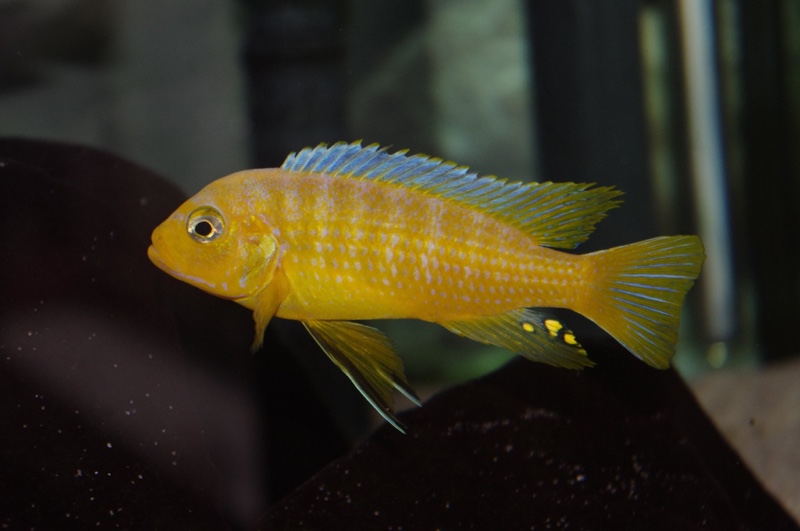 Maylandia sp. 'kingsizei lupingu' Lupingu